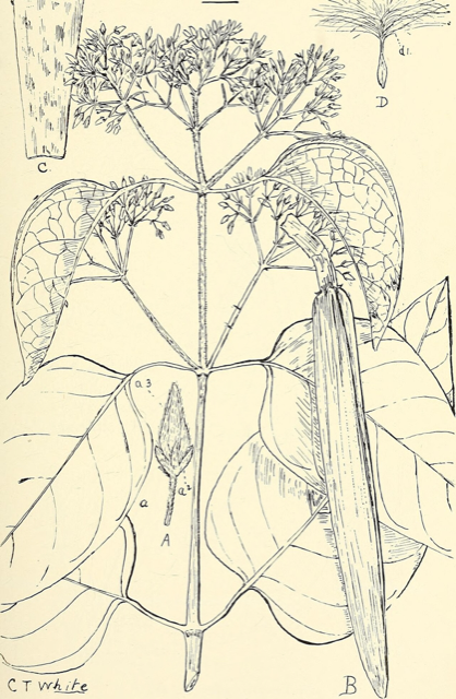 Ilustración botánica de Gymnema sylvestre