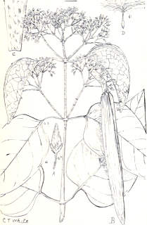 Gymnema sylvestre