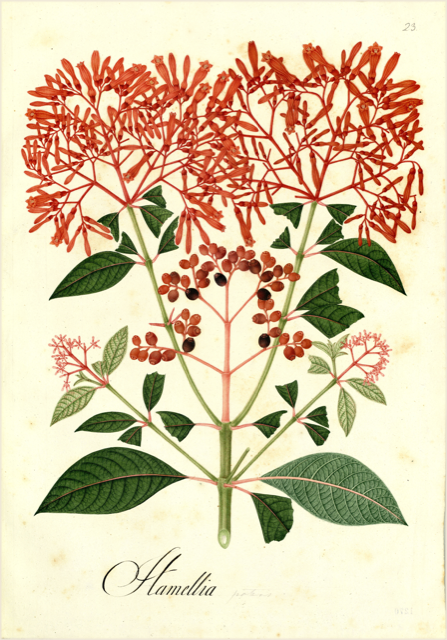 Ilustración botánica de Hamelia axillaris