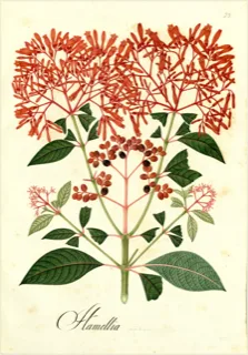 Ilustración botánica de Tres puntas