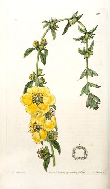 Ilustración botánica de Heimia salicifolia