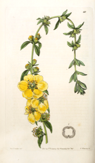 Ilustración botánica de Sinicuichi