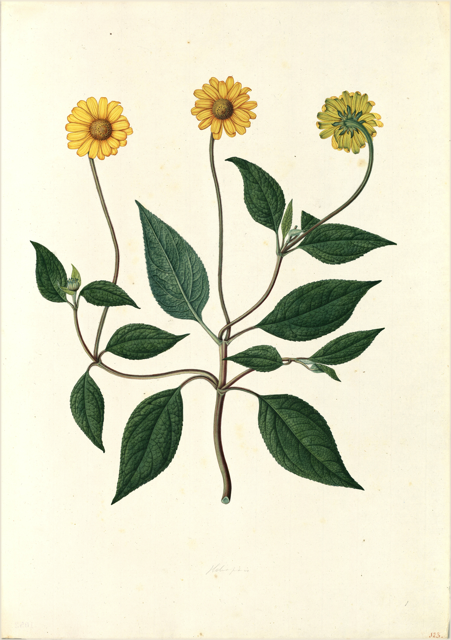 Ilustración botánica de Helianthus annuus