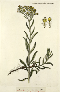 Ilustración botánica de Helichrysum arenarium