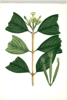 Ilustración botánica de Heliconia bihai