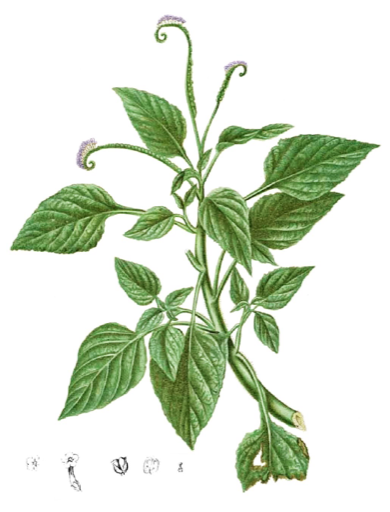 Ilustración botánica de Heliotropium indicum