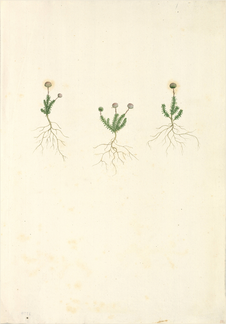 Ilustración botánica de Gentianella alborosea