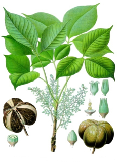 Ilustración botánica de Caucho