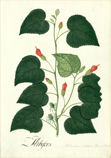 Ilustración botánica de Hibiscus sabdariffa