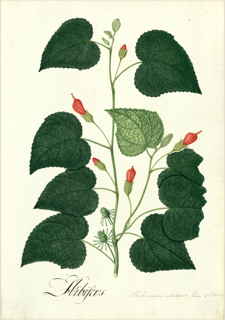 Jamaica