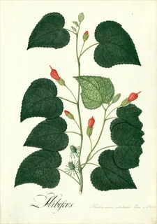 Ilustración botánica de Jamaica