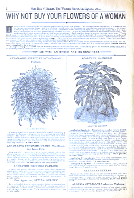 Ilustración botánica de Aloysia citriodora