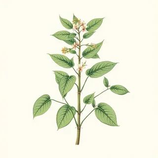 Ilustración botánica de Hierba luisa