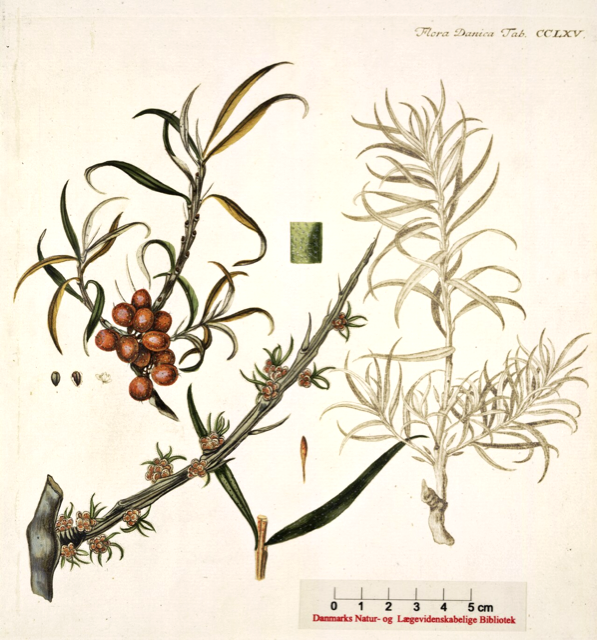 Ilustración botánica de Hippophae rhamnoides