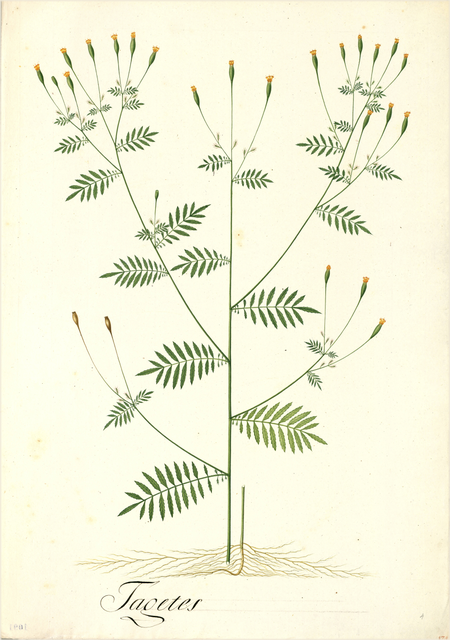 Ilustración botánica de Tagetes minuta