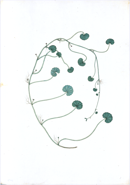 Ilustración botánica de Hydrocotyle ranunculoides