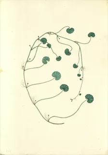 Ilustración botánica de Hydrocotyle ranunculoides
