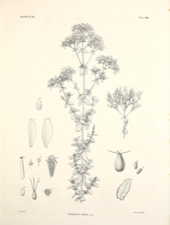 Hypericum