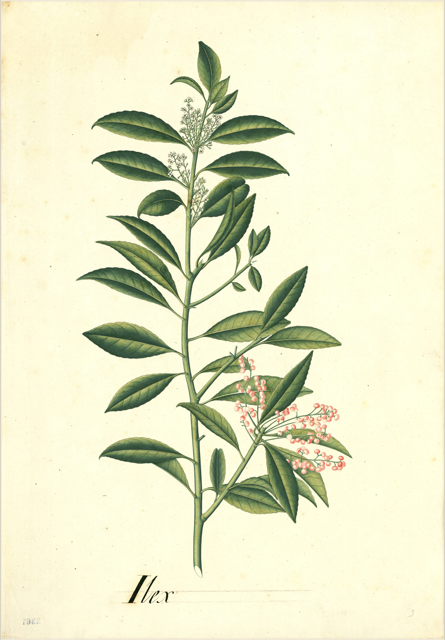 Ilustración botánica de Ilex kunthiana