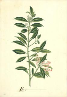 Ilustración de Té de Bogotá