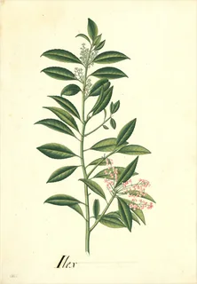 Ilustración botánica de Té de Bogotá