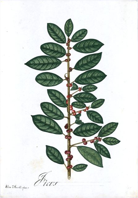 Ilustración botánica de Ilex vomitoria