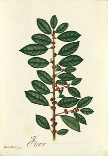 Ilustración botánica de Apalache