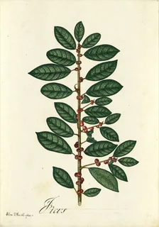 Ilustración botánica de Apalache