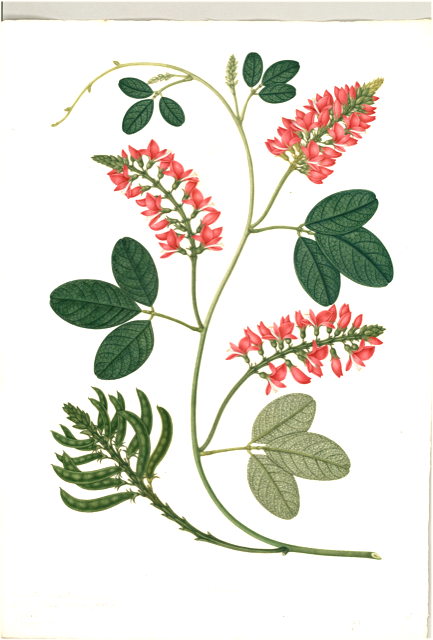 Ilustración botánica de Indigofera suffruticosa