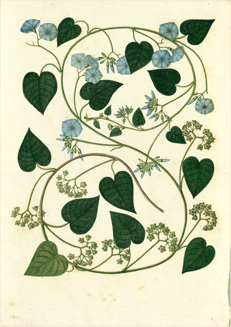 Ilustración botánica de Ipomoea batatas