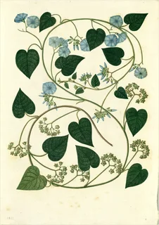 Ilustración botánica de Camote