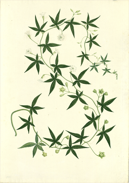 Ilustración botánica de Ipomoea purga