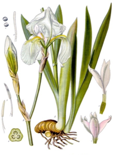 Ilustración botánica de Iris