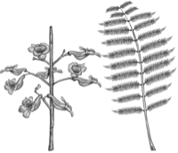 Ilustración de Jacarandá