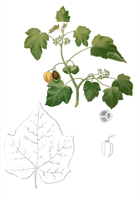 Ilustración botánica de Jatropha curcas
