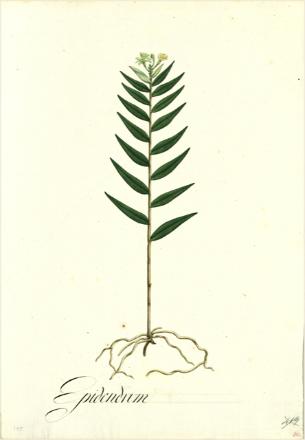 Ilustración botánica de Zingiber officinale