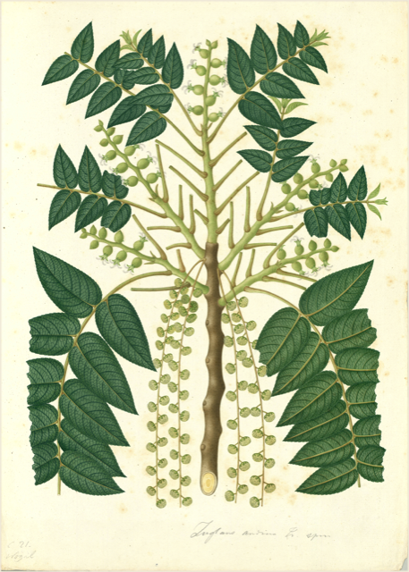Ilustración botánica de Juglans neotropica