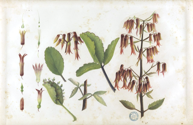 Ilustración botánica de Kalanchoe pinnata
