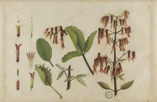 Ilustración botánica de Siempreviva