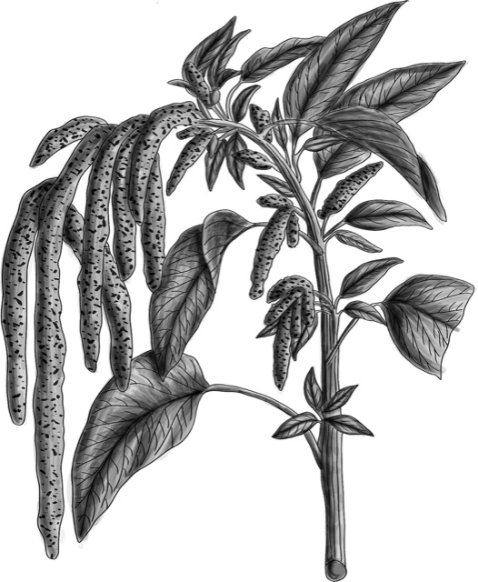 Ilustración botánica de Amaranthus caudatus