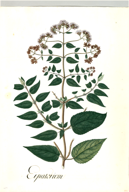 Ilustración botánica de Lantana scabrida