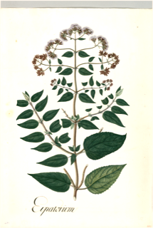 Ilustración botánica de Lantana scabrida