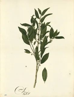 Ilustración botánica de Laurus sassafras
