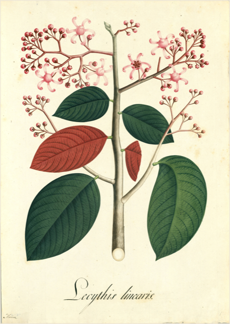 Ilustración botánica de Lecythis pisonis
