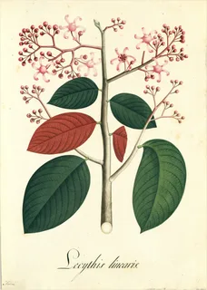 Ilustración botánica de Sapucaia