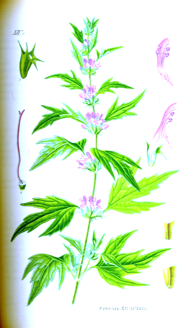 Ilustración botánica de Leonurus sibiricus