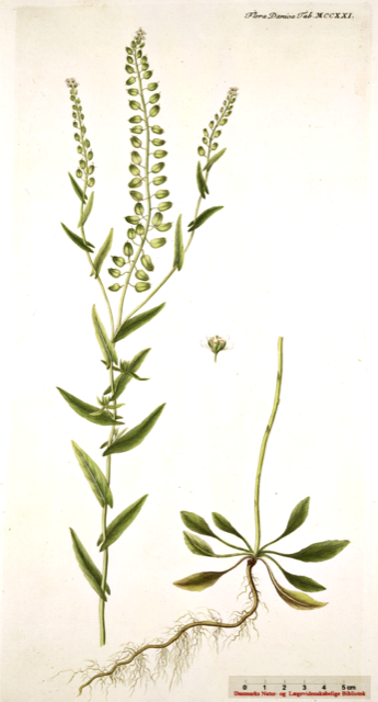 Ilustración botánica de Lepidium campestre