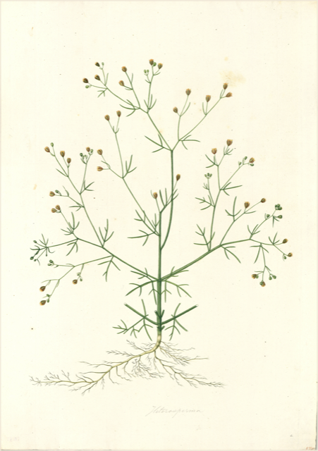 Ilustración botánica de Lepidium didymum