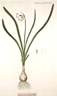 Ilustración botánica de Leucojum aestivum