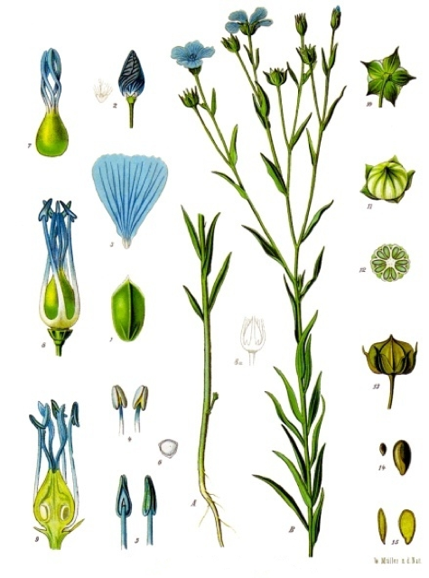 Ilustración botánica de Linum usitatissimum